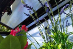 OUTFLEXX Gewächshaus, Schwarz, Alu/Polycarbonat, 91x51x168cm, Pulverbeschichtet -Kettler Verkaufs-Shop 22274 13.jpg