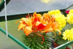 OUTFLEXX Gewächshaus, Grün, Alu/Polycarbonat 4mm, Pulverbeschichtet, 76 X 38,5 X 98,5 Cm 8 OUTFLEXX Gewächshaus, Grün, Alu/Polycarbonat 4mm, Pulverbeschichtet, 76 X 38,5 X 98,5 Cm -Kettler Verkaufs-Shop 3 13730.jpg