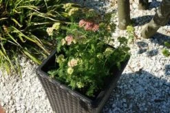 Ploß Rocking Pflanzgefäß, Grau/braun-meliert, Polyrattan, Konisch, 28x28x40 Cm, Kunststoffeinsatz -Kettler Verkaufs-Shop 3 18198.jpg