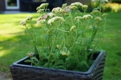 Ploß Rocking Pflanzgefäß, Grau/braun-meliert, Polyrattan, Konisch, 28x28x60 Cm, Kunststoffeinsatz 13 Ploß Rocking Pflanzgefäß, Grau/braun-meliert, Polyrattan, Konisch, 28x28x60 Cm, Kunststoffeinsatz -Kettler Verkaufs-Shop 3 18199.jpg