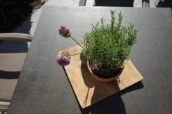 Ploß Rabida Sitzgruppe, Champagner-meliert, Polyrattan, Tisch 90 X 90 Cm, 4 Stapelsessel, Glasplatte In Steinoptik 30 Ploß Rabida Sitzgruppe, Champagner-meliert, Polyrattan, Tisch 90 X 90 Cm, 4 Stapelsessel, Glasplatte In Steinoptik -Kettler Verkaufs-Shop 9 21071.jpg